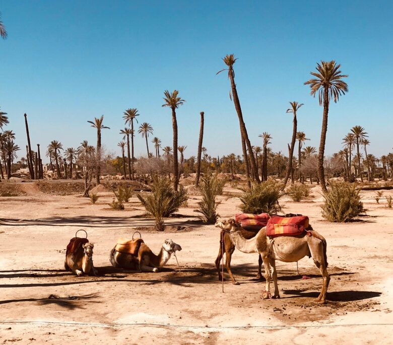 Marrakech Palmeraie: serene oasis landscape with lush palm trees, a natural escape and tranquil setting near Marrakech for relaxation.